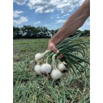 Б'янка F1 10000 насіння білої озимої цибулі, Libra Seeds, Італія